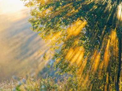 A $5,000 Gift, 50,000 Trees, and a Friendship That Crossed the&nbsp;World